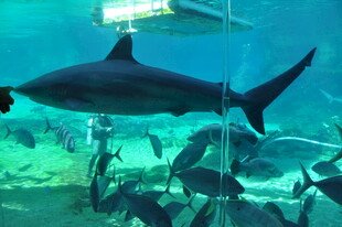 深海鲨鱼在水族馆中游弋