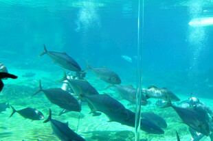 海底鱼群与潜水者景观