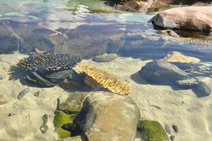 清澈水中的多彩海底珊瑚