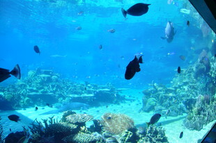 海底世界的多彩鱼类景观