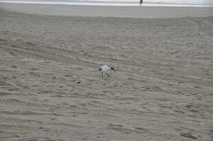 沙滩上的孤独小狗