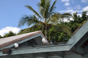 屋顶上的棕榈树与蓝天