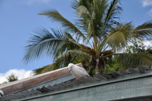 屋顶旁的高大椰子树