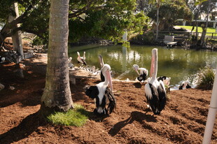 湖畔树下的鹈鹕群