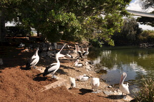 岸边群鸟栖息的自然景象