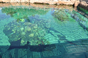 清澈泳池中的绿植倒影