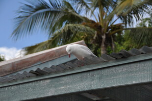 屋顶上的鹈鹕与棕榈树