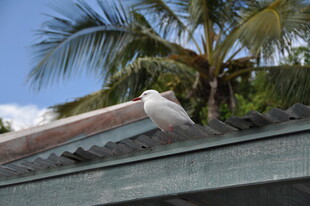 屋顶上的白色鸟儿