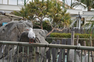 栏杆上休憩的灰白鸟儿