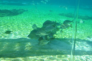 水族馆中悠然游动的鱼类