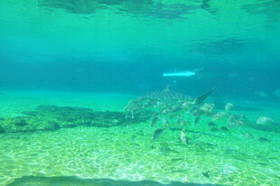 海底景象 群鱼游弋