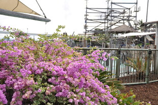 繁花绽放的户外施工场景