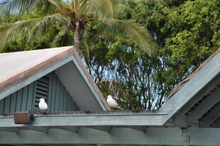 热带风情屋顶与绿植景观