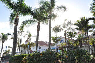 热带风光中的高大棕榈树