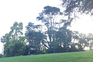 绿意盎然的草地与高大树木