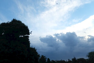 天空下的树木与云朵