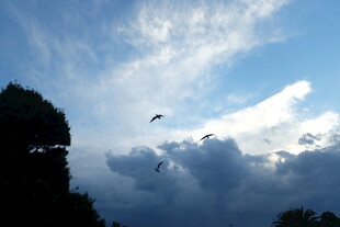 天空飞鸟与云朵美景