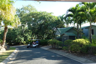 宁静街道旁的绿植与房屋