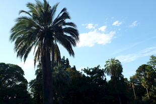 蓝天映衬下的高大棕榈树