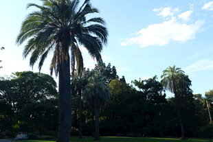 阳光下的挺拔棕榈树