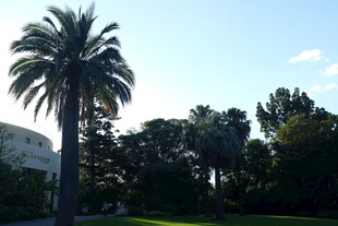 阳光下的高大棕榈树景观