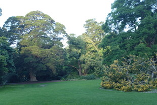 绿意盎然的林间草地