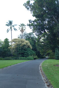 蜿蜒林间路 绿意盎然