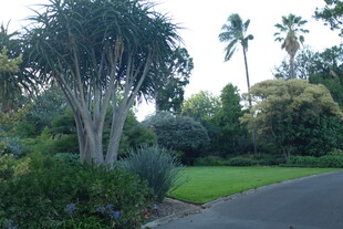 花园中的绿植与蜿蜒小路