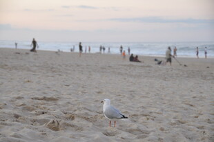 沙滩海鸥与远处的人群
