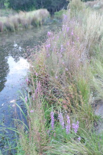 溪边紫色野花与茂盛草木