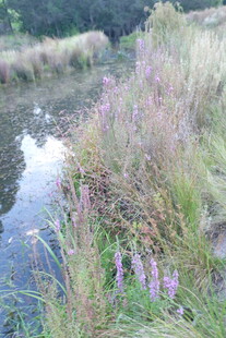 溪边繁茂野草与紫色小花