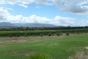 田园风光 绿意盎然的田野