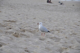 沙滩上的孤单海鸥