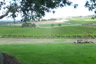 田园风光中的翠绿葡萄园