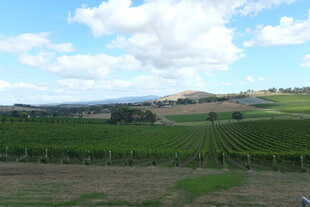 田园风光中的大片葡萄园