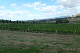 田园风光中的开阔农田