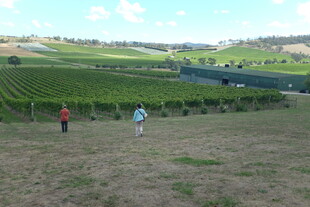 葡萄园中的劳作场景