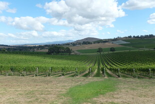 田园风光中的翠绿葡萄园