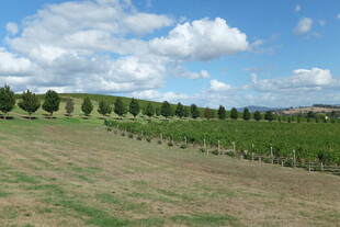 田园风光中的整齐葡萄园