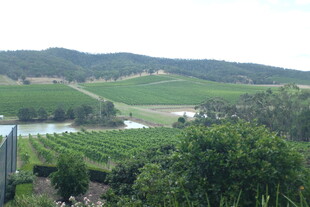 田园风光中的葱郁葡萄园