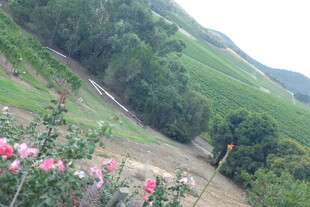 山间烂漫花丛与葱郁景色