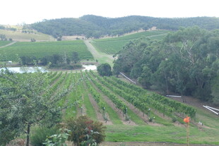 田园风光中的整齐农田