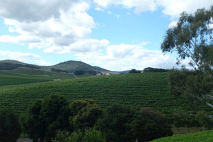 绿意盎然的田园风光