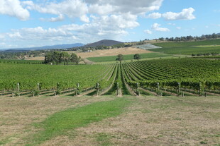 广阔田园葡萄园美景