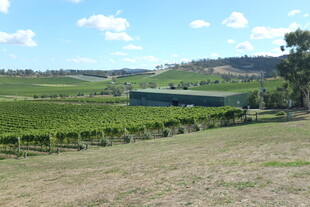 田园风光中的葡萄园美景