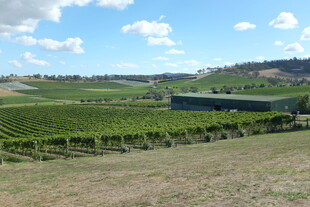 田园风光中的葡萄园美景