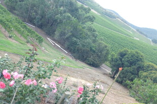 山间烂漫花丛与翠绿山坡