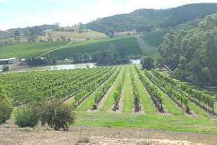 田园风光中的整齐葡萄园