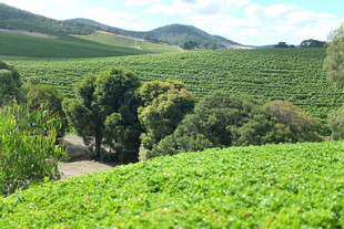 翠绿茶园与远山美景