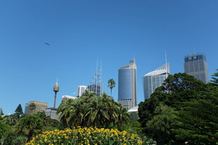 悉尼城市景观与绿植花卉